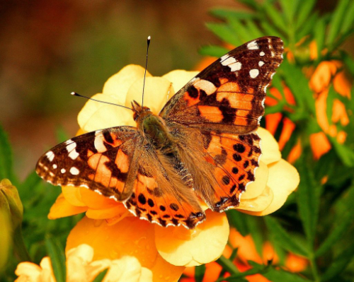 Painted lady butterfly on yellow flower