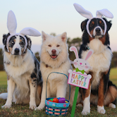Easter Baskets for Shelter Pets
